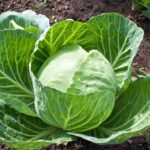 বাঁধাকপির এই গুণের কথা জানতেন?