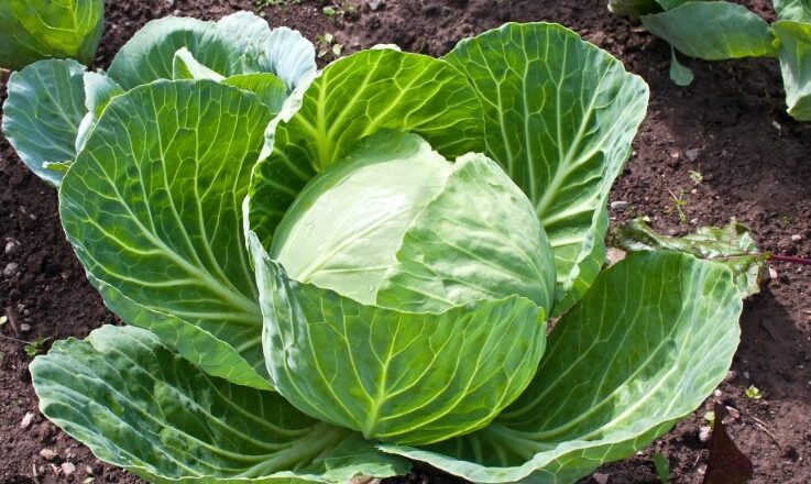 বাঁধাকপির এই গুণের কথা জানতেন?