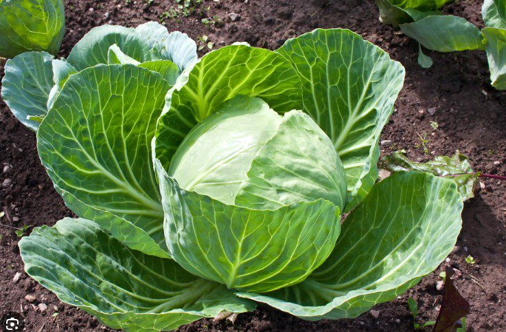 cabbage
