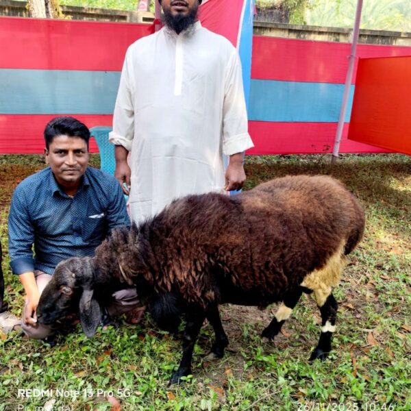 মরুভূমির দুম্বা এখন পাইকগাছায় বানিজ্যিক ভাবে পালন 