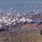 গোলাপি-সাদায় সেজেছে চীনের জলাভূমির আকাশ