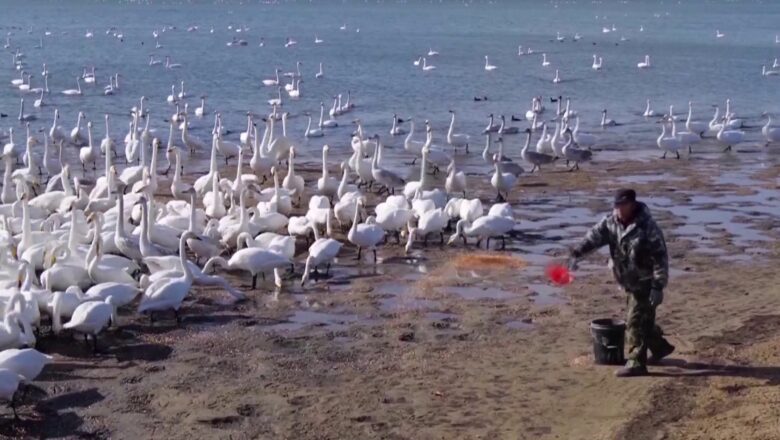 গোলাপি-সাদায় সেজেছে চীনের জলাভূমির আকাশ