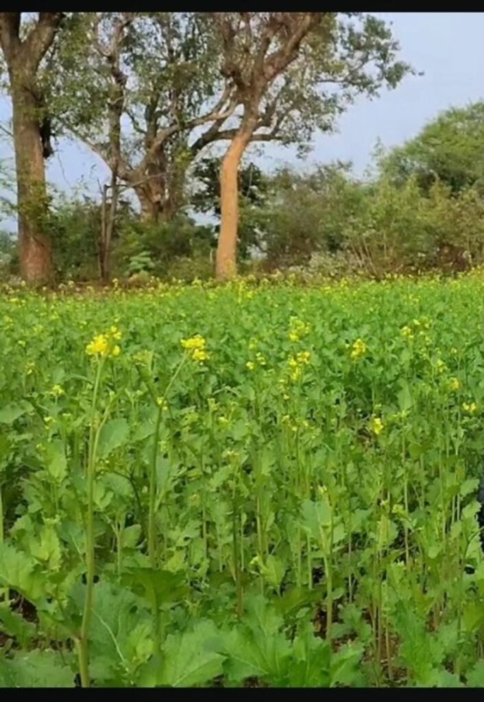 mustard cultivation
