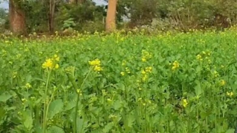 নাসিরনগরে সরিষা চাষে অনাগ্রহ কৃষকদের, খুঁজে নিচ্ছে বিকল্প পথ।